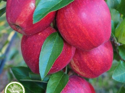 Prodaja VOĆNIH SADNICA / Sertifikovane sadnice / AKCIJSKE CENE!!!