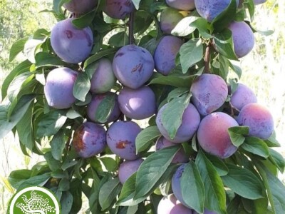 Prodaja VOĆNIH SADNICA / Sertifikovane sadnice / AKCIJSKE CENE!!!