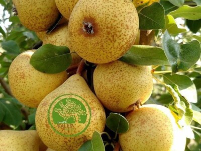 Prodaja VOĆNIH SADNICA / Sertifikovane sadnice / AKCIJSKE CENE!!!