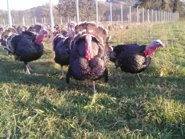 Prodaja zagorskih purana