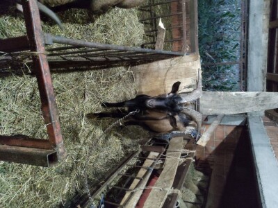 Prodajem 2 mlada jarca