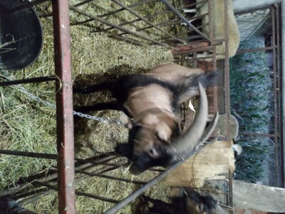 Prodajem 2 mlada jarca