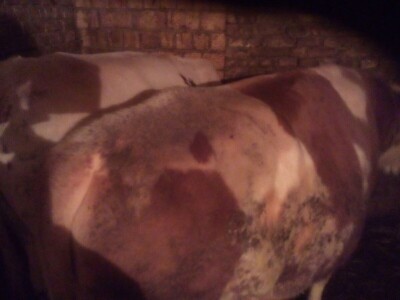 Prodajem 3 bika i junicu