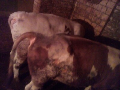 Prodajem 3 bika i junicu