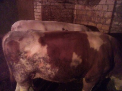 Prodajem 3 bika i junicu