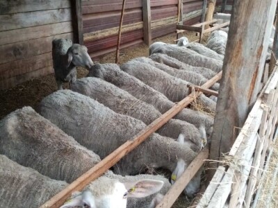 Prodajem 32 ovce i ovna