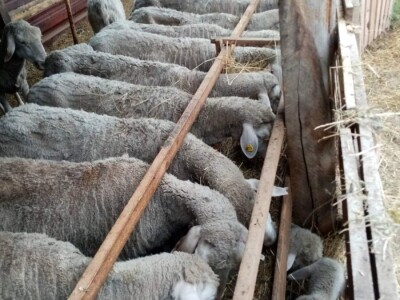 Prodajem 32 ovce i ovna