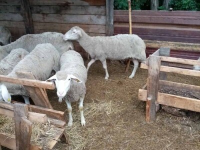 Prodajem 32 ovce i ovna