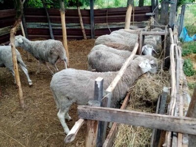 Prodajem 32 ovce i ovna