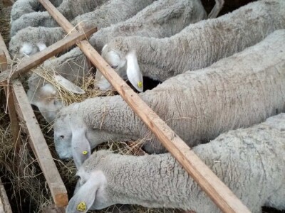 Prodajem 32 ovce i ovna