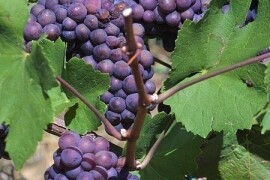 Prodajem crno grožđe-zweigelt i frankovka