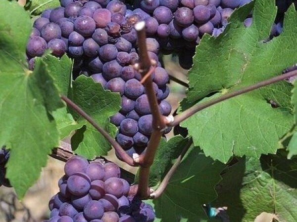 Prodajem crno grožđe-zweigelt i frankovka