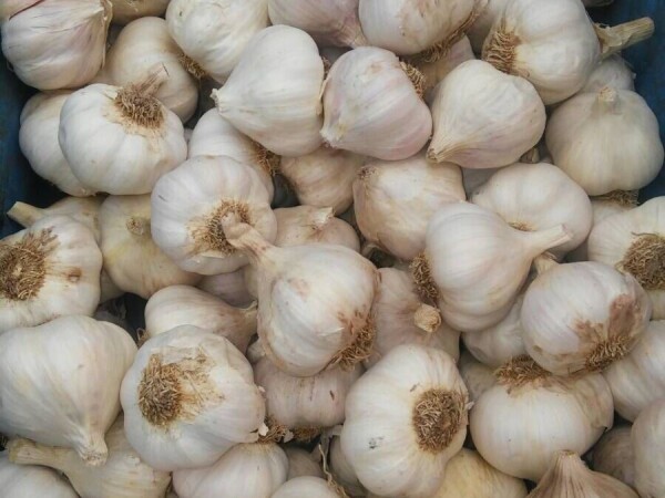 Prodajem domaci BELI LUK neprskan proletni