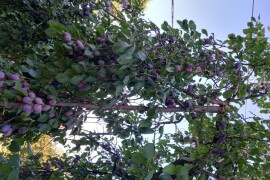 Prodajem domaću rakiju