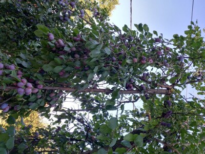 Prodajem domaću rakiju