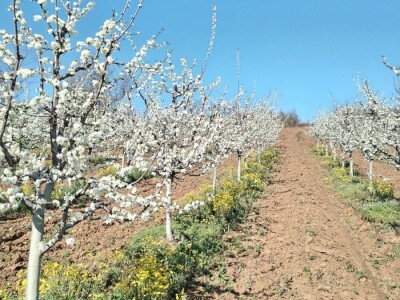Prodajem domacu sljivovicu i lozu