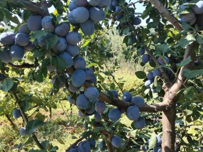 Prodajem domacu sljivovicu i lozu