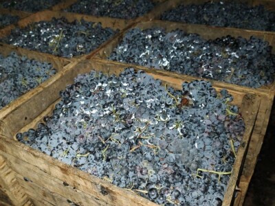 Prodajem domacu sljivovicu i lozu