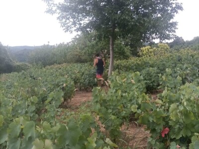 Prodajem domacu sljivovicu i lozu