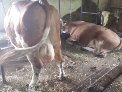 Prodajem dve krave simentalke