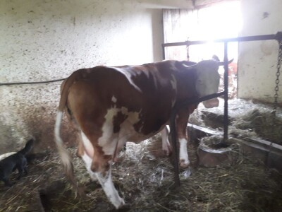 Prodajem dve krave simentalke