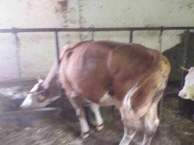 Prodajem dve krave simentalke