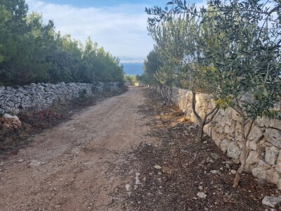 Prodajem eko uređen maslinik otok Brač 2ha