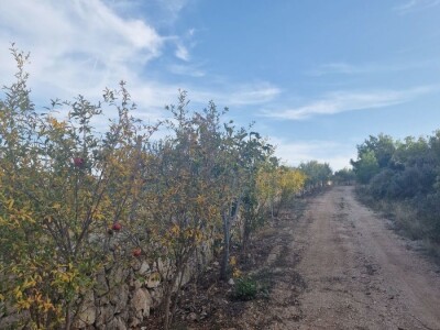 Prodajem eko uređen maslinik otok Brač 2ha