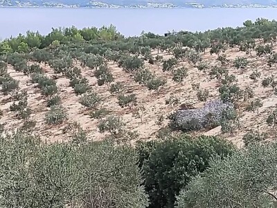 Prodajem eko uređen maslinik otok Brač 2ha