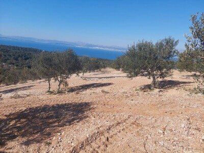 Prodajem eko uređen maslinik otok Brač 2ha