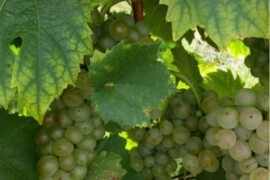 Prodajem grožđe graševina