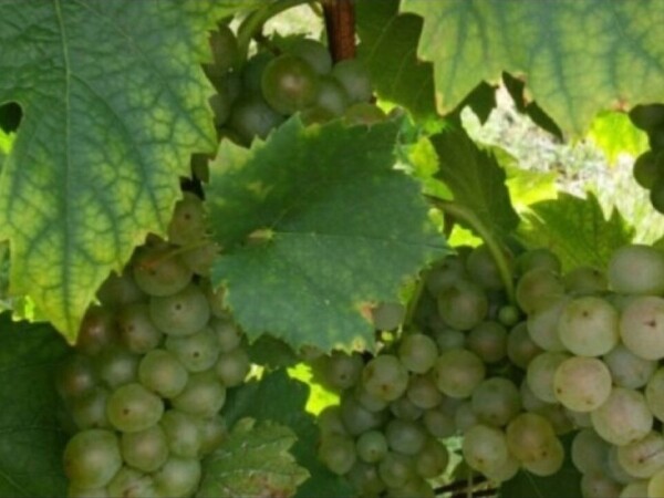 Prodajem grožđe graševina