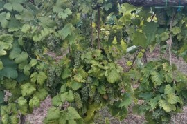 Prodajem grožđe, kvalitetna Graševina, Slavonija