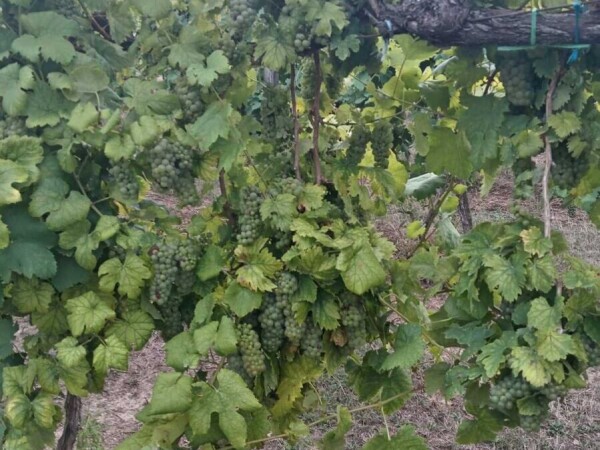 Prodajem grožđe, kvalitetna Graševina, Slavonija