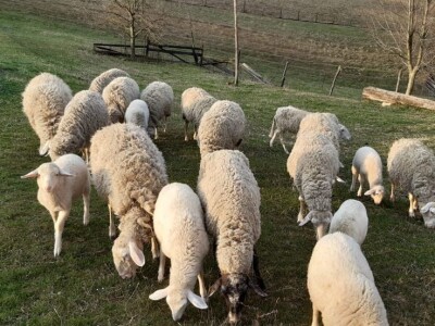 Prodajem HITNO manje stado ovaca + ovan