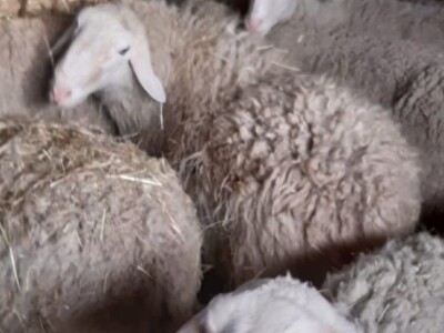 Prodajem HITNO manje stado ovaca + ovan