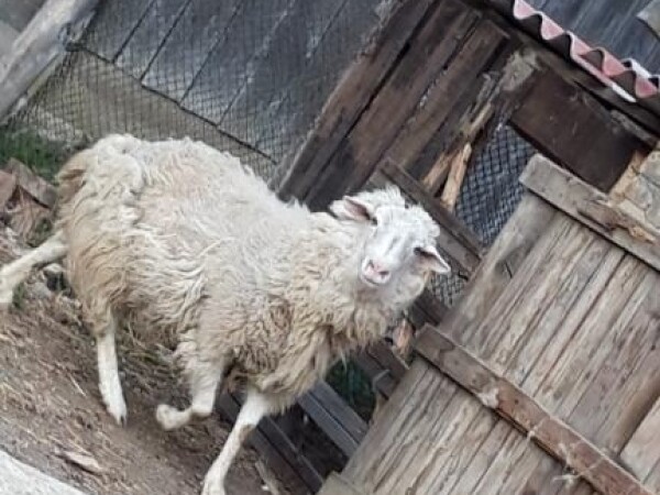 Prodajem ili mijenjam ovna