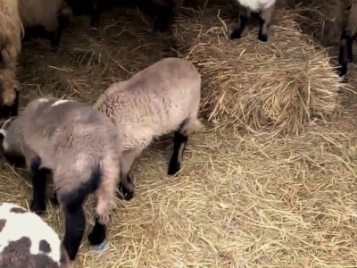 Prodajem jaganjce od 20 do 35 kg