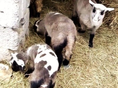 Prodajem jaganjce od 20 do 35 kg