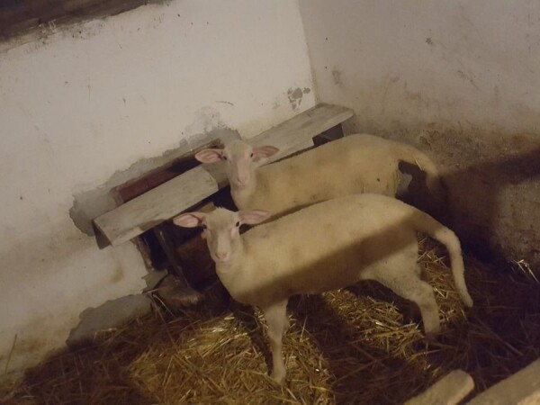 Prodajem jagnjad za priplod