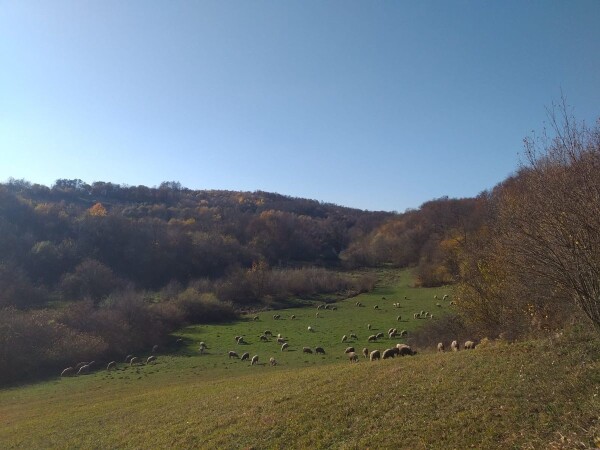 Prodajem janjiće 50 komada!