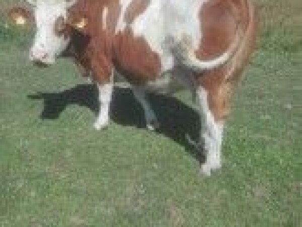 Prodajem krave steone