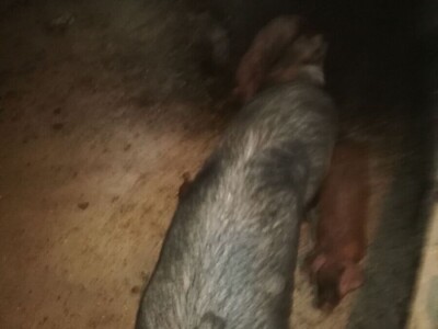 Prodajem krmacu s prascima