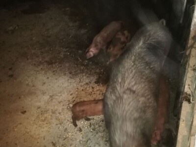 Prodajem krmacu s prascima