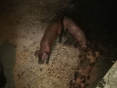 Prodajem krmacu s prascima