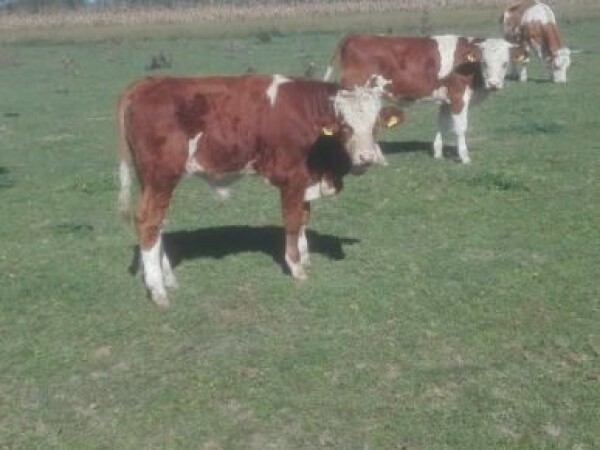 PRODAJEM MUŠKU TELAD ZA TOV