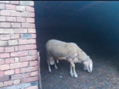 Prodajem ovna za priplod