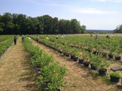 Prodajem plantazu borovnice
