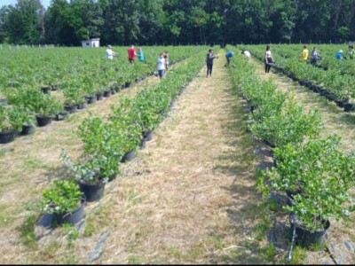 Prodajem plantazu borovnice