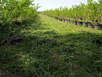 Prodajem plantazu borovnice